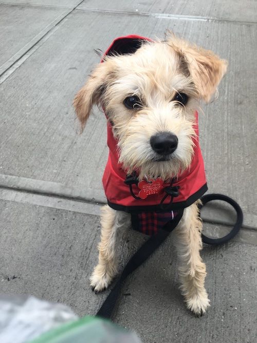 Stiva sitting on the sidewalk with a red harness.