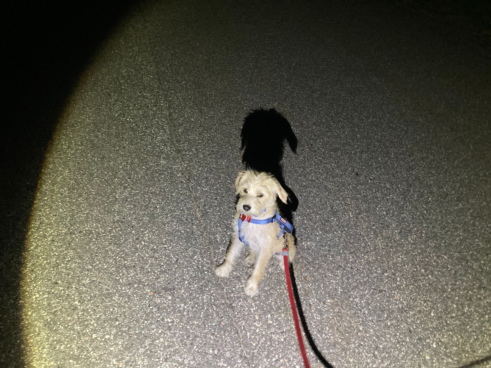 Stiva sitting on an empty street in the dark harnessed to a red leash.