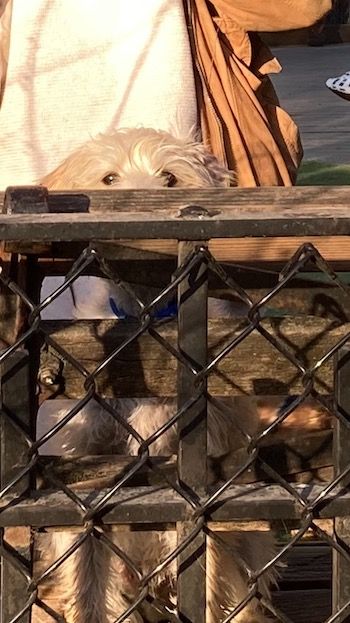 Stiva in the dog park with his eyes peaking over a fence.