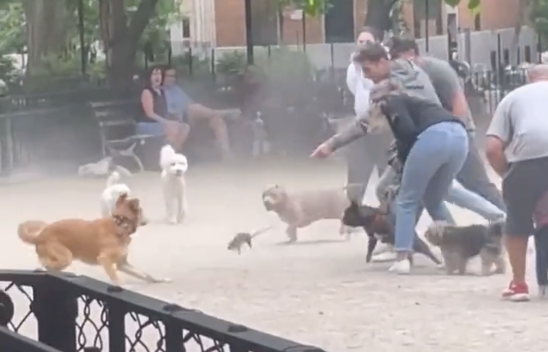 A group of people and dogs surround a rat that has leapt into the air at a dog park. 