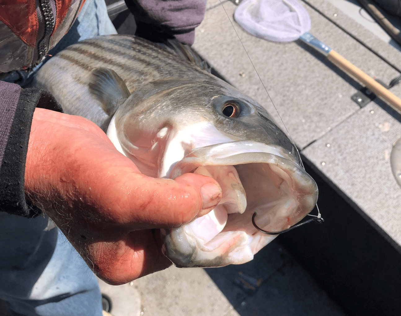 A person holds a hooked striped bass with its mouth open
