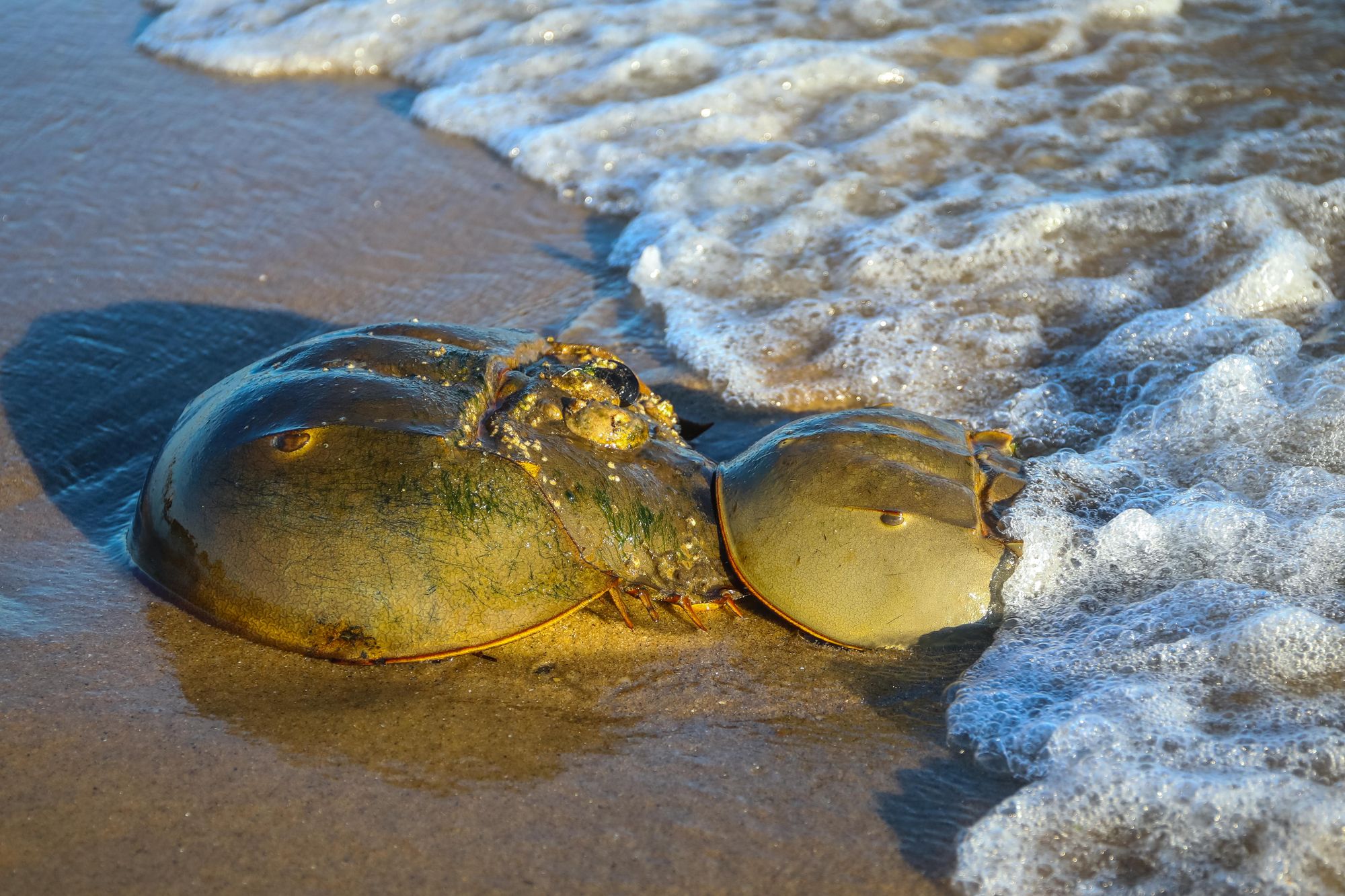 Set of 2 Burps — The Horseshoe Crab