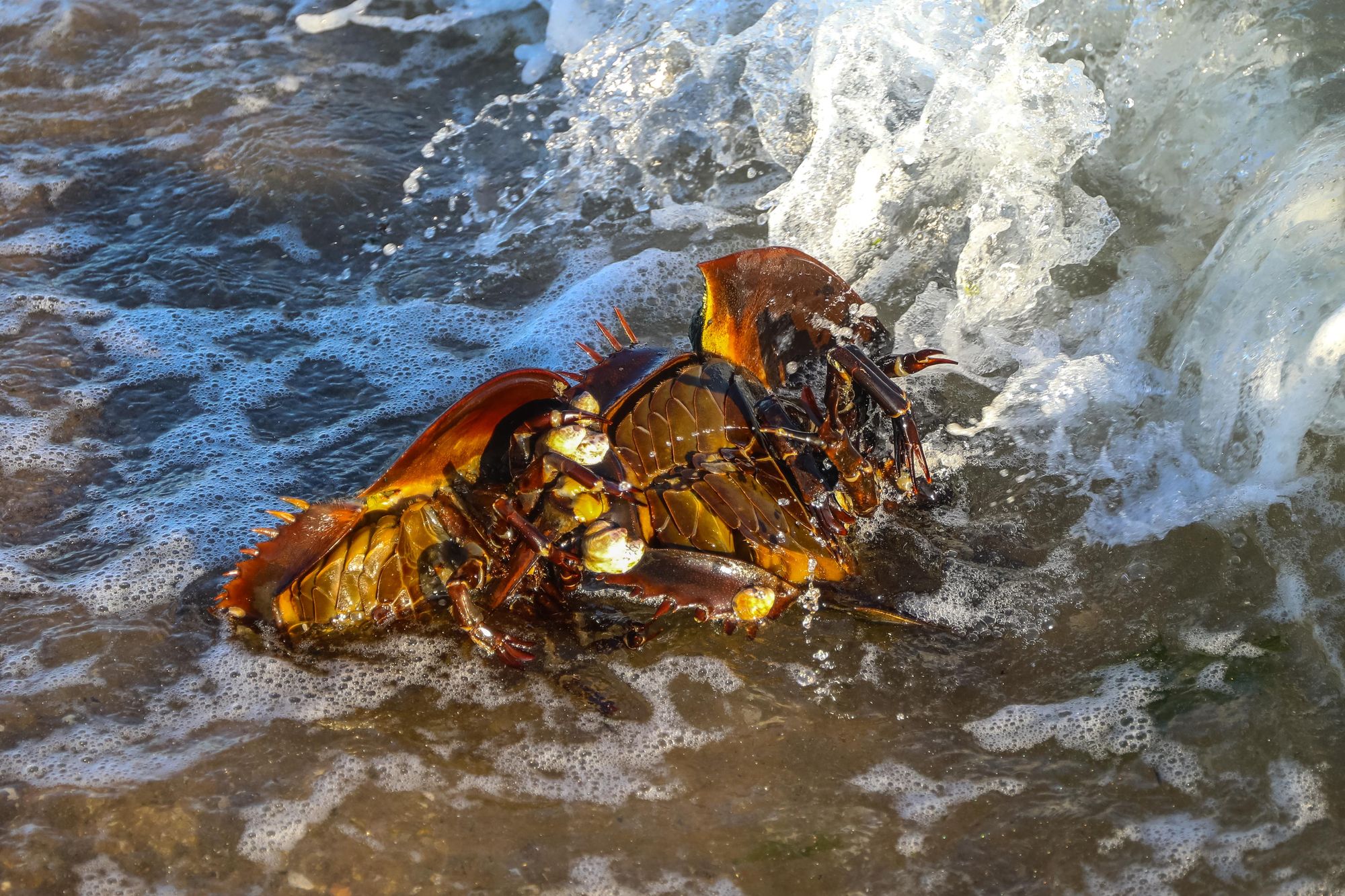 Beach & Picnic Blanket - Utopia — The Horseshoe Crab