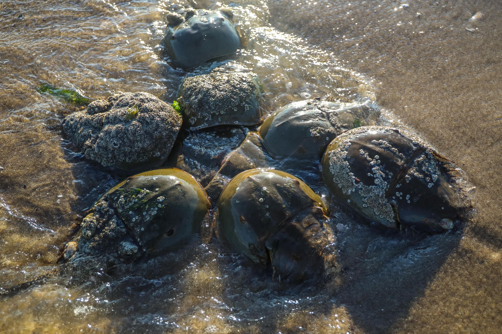 A group of horseshoe crabs copulate in shallow water at Plumb Beach in Queens.