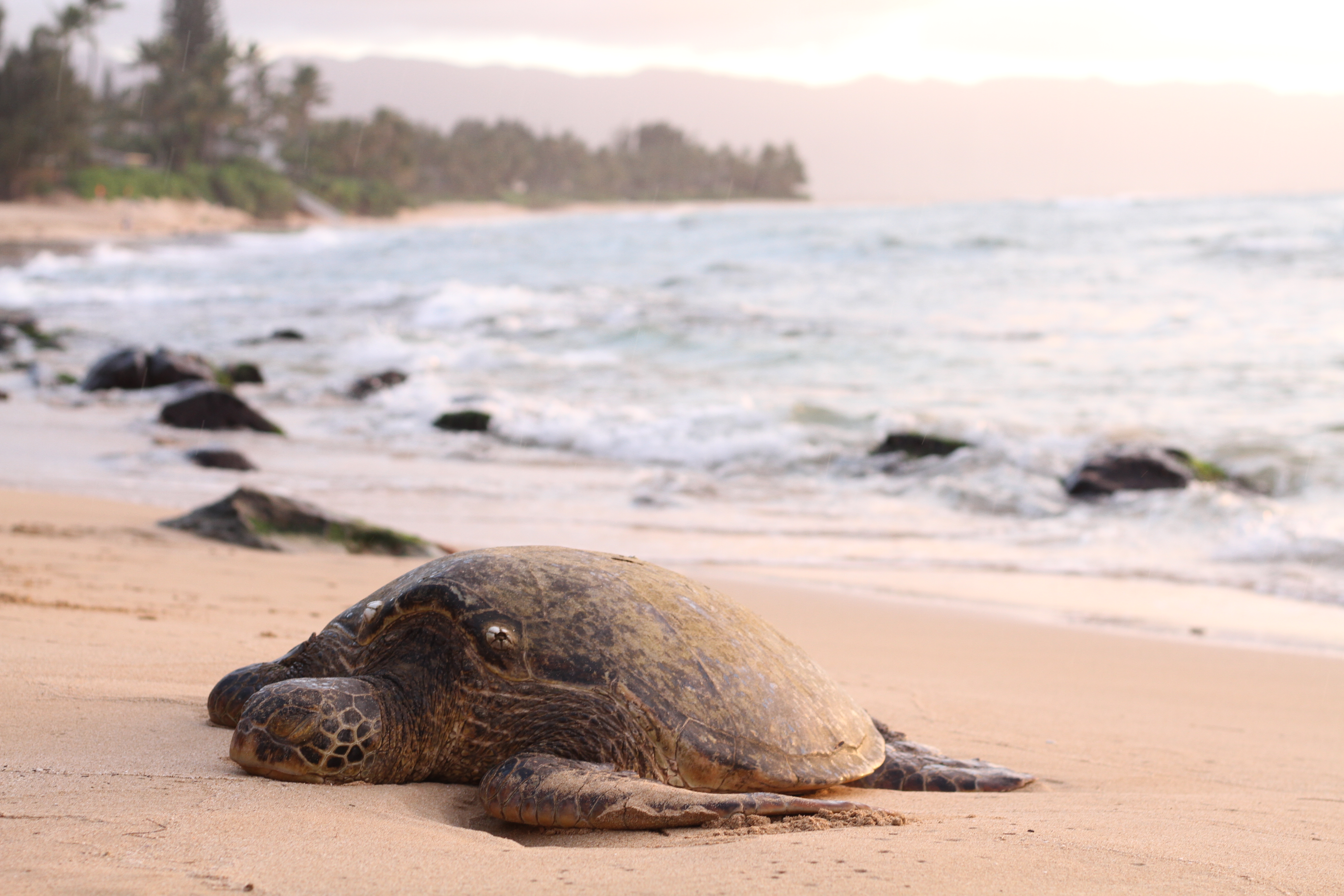 Big turtle on sand beach