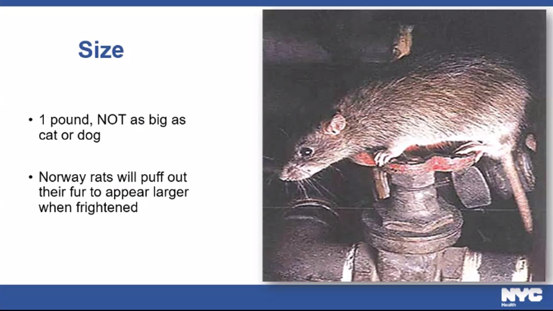 A powerpoint slide from the rat academy showing a rat and the heading "Size." "1 pound, NOT as big as a cat or dog."