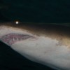 A sand tiger shark bears its teeth.
