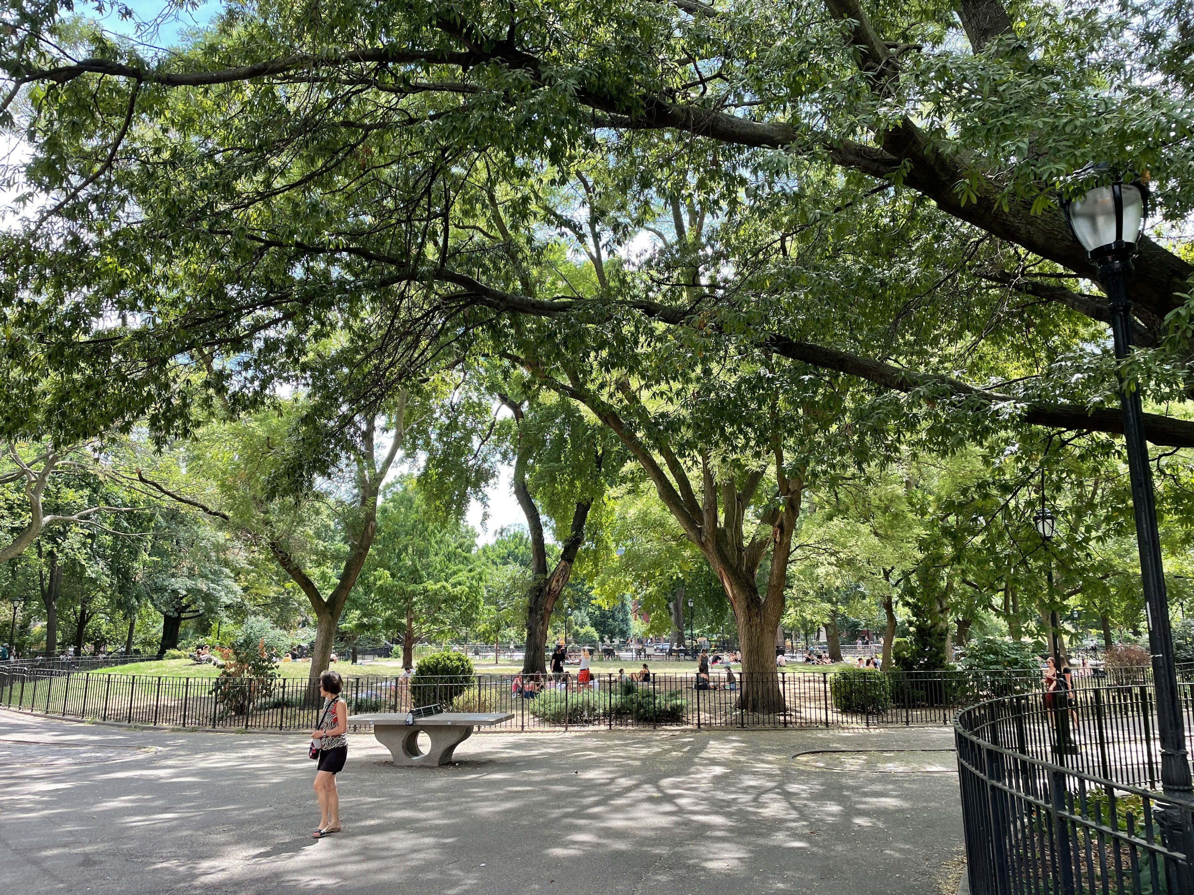 A wide shot of the trees in Tompkins Square Park on a summer day.