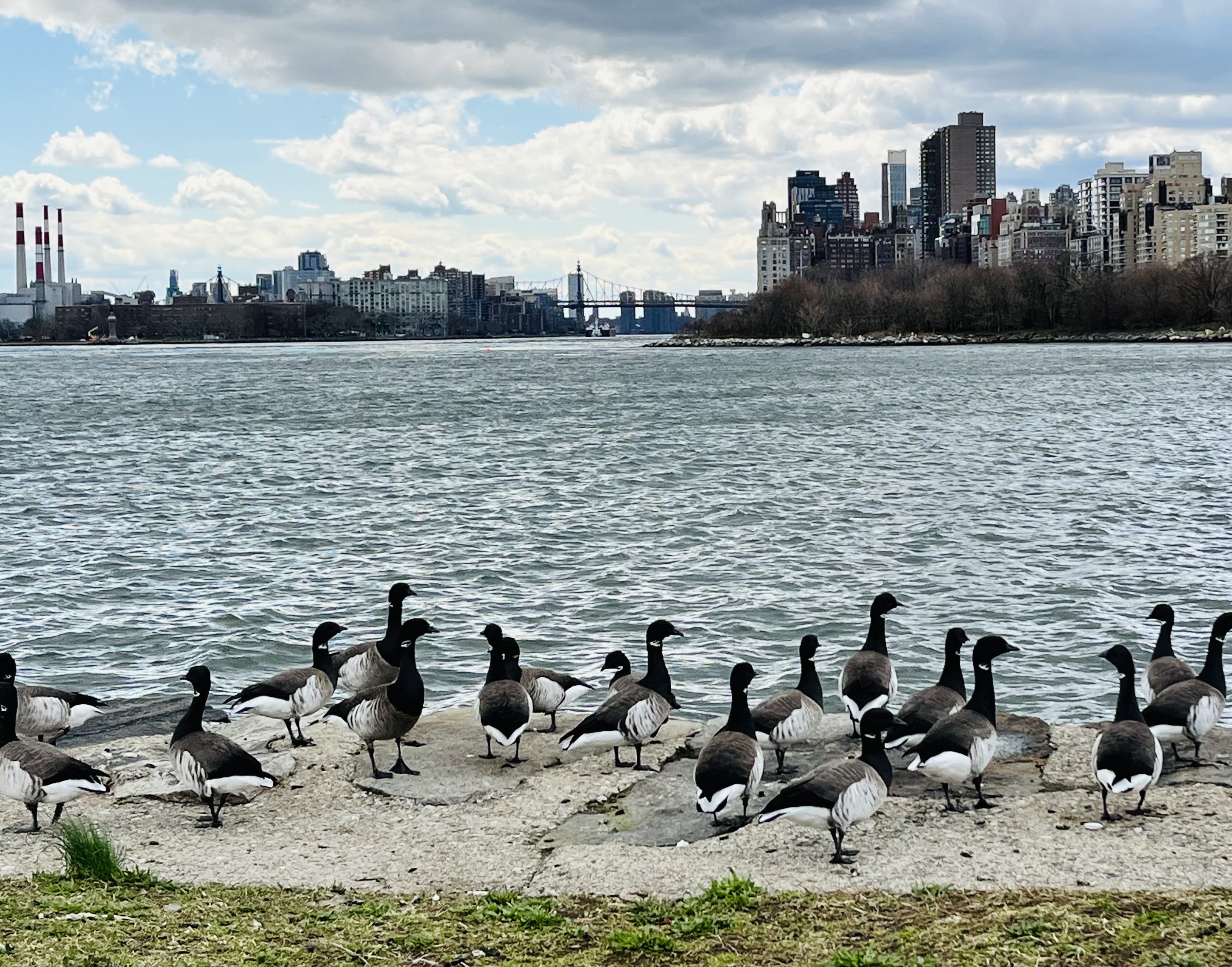 Geese gathered on the shore of Randall's Island.
