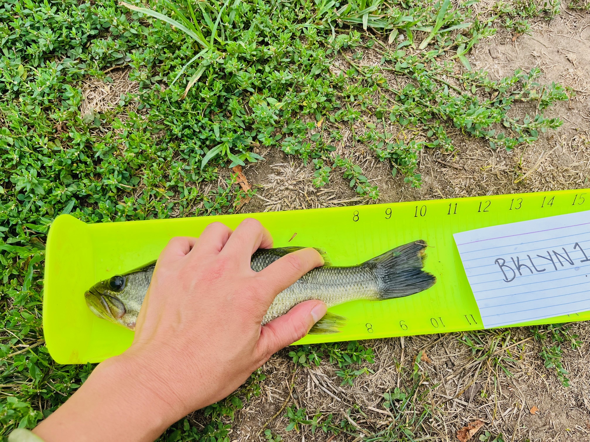 A largemouth bass is being measured on a neon-yellow Hawg Trough.
