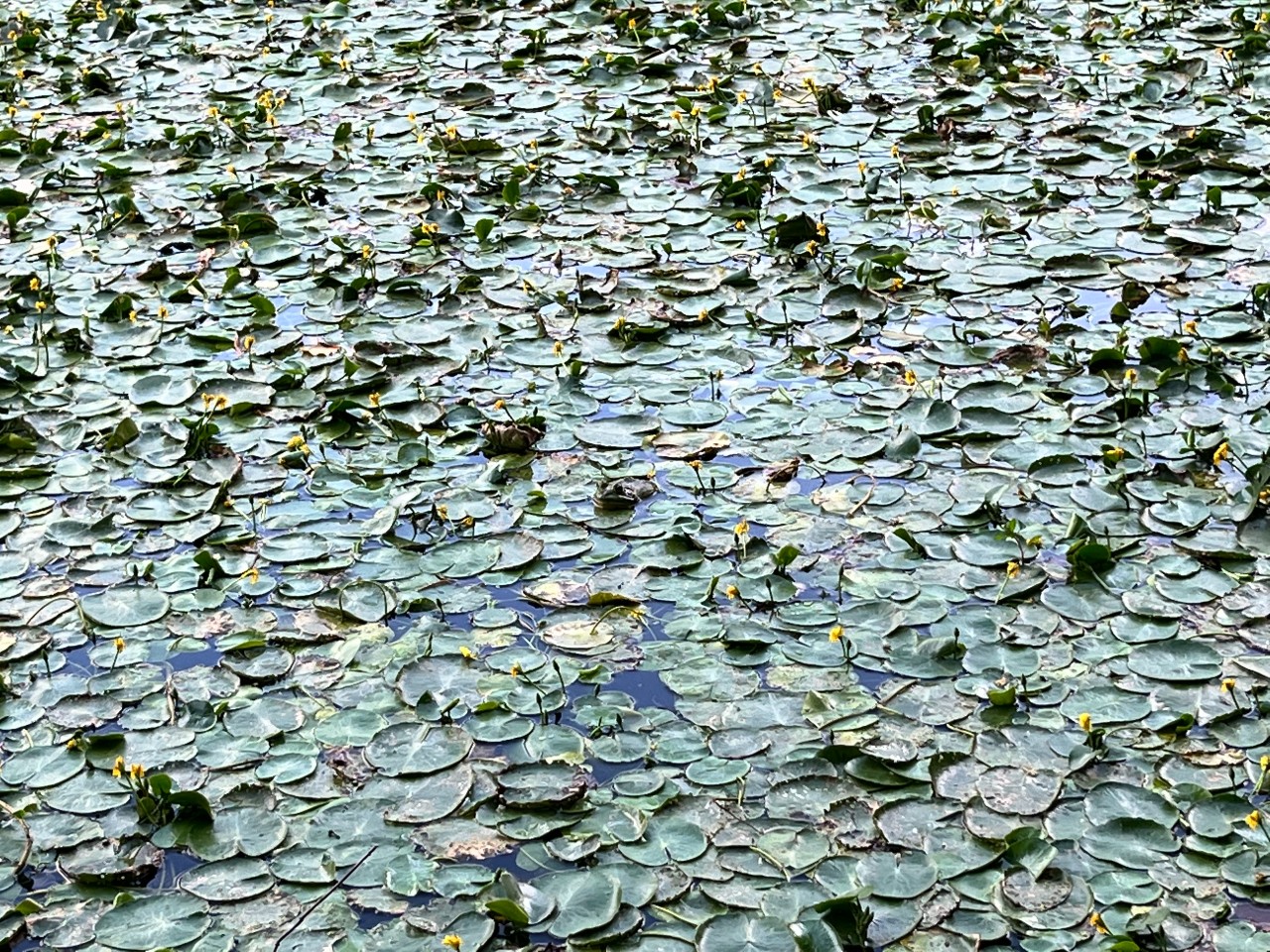 A closeup of lily pads at Prospect Park Lake