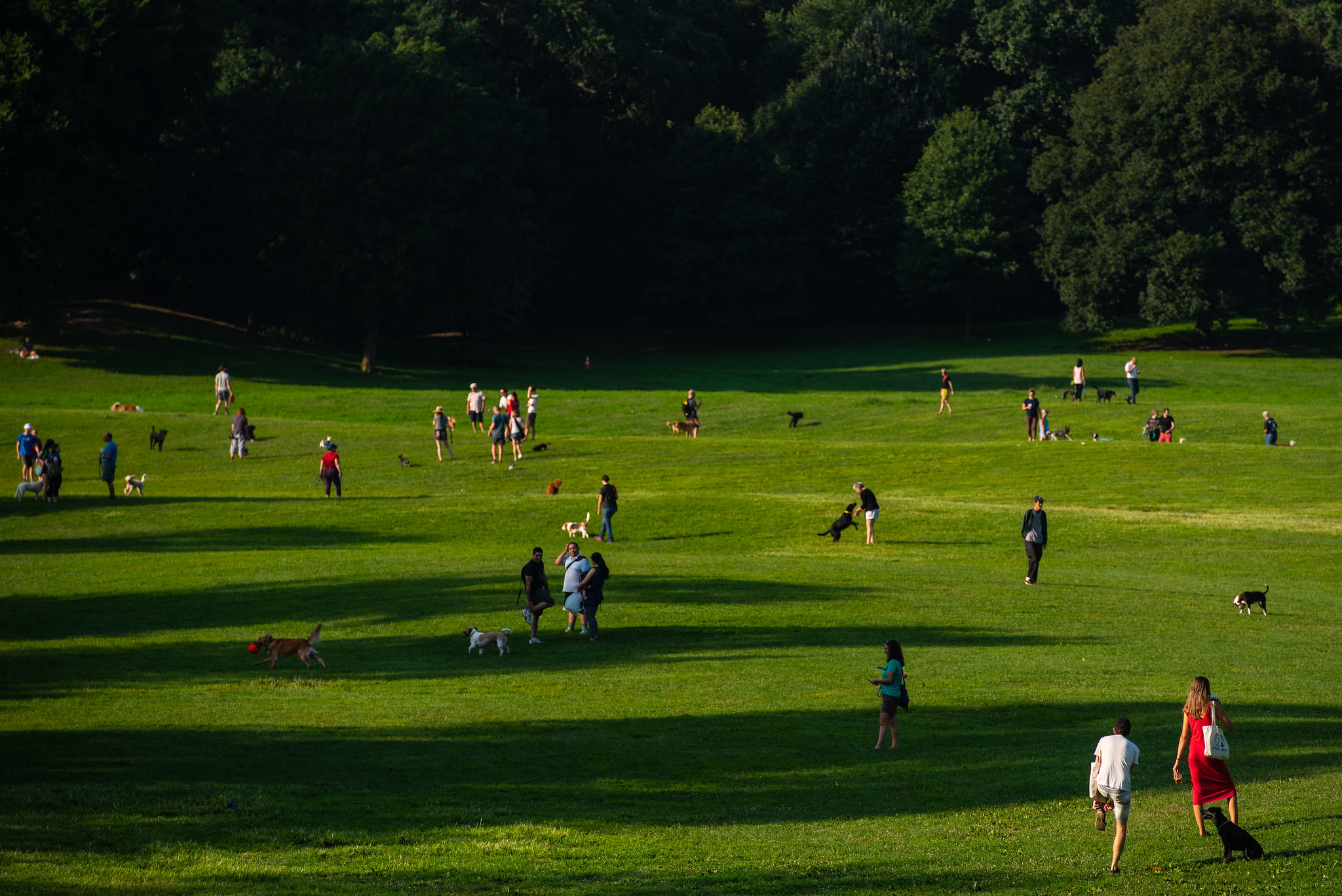 People and their dogs on a stretch of lawn in Prospect Park.