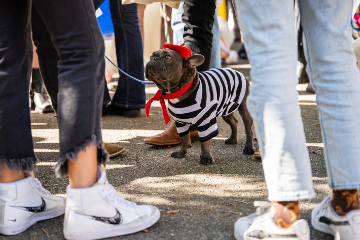 Dog Follies hold costume fitting