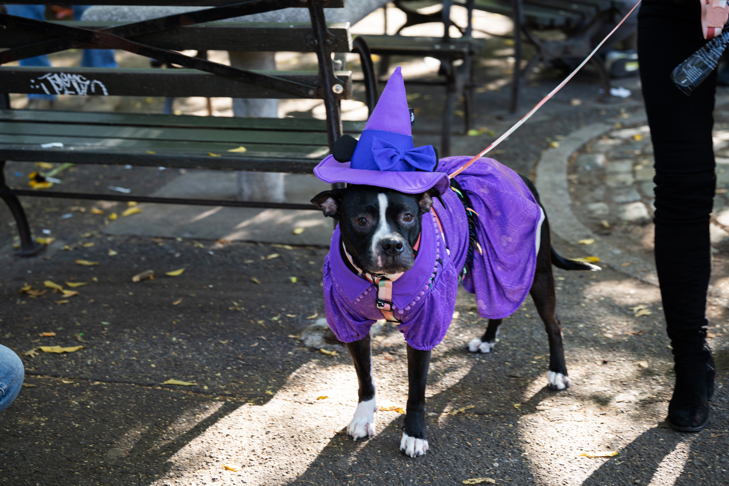 why do people dress up thier dogs as KKK for holloween? :freak