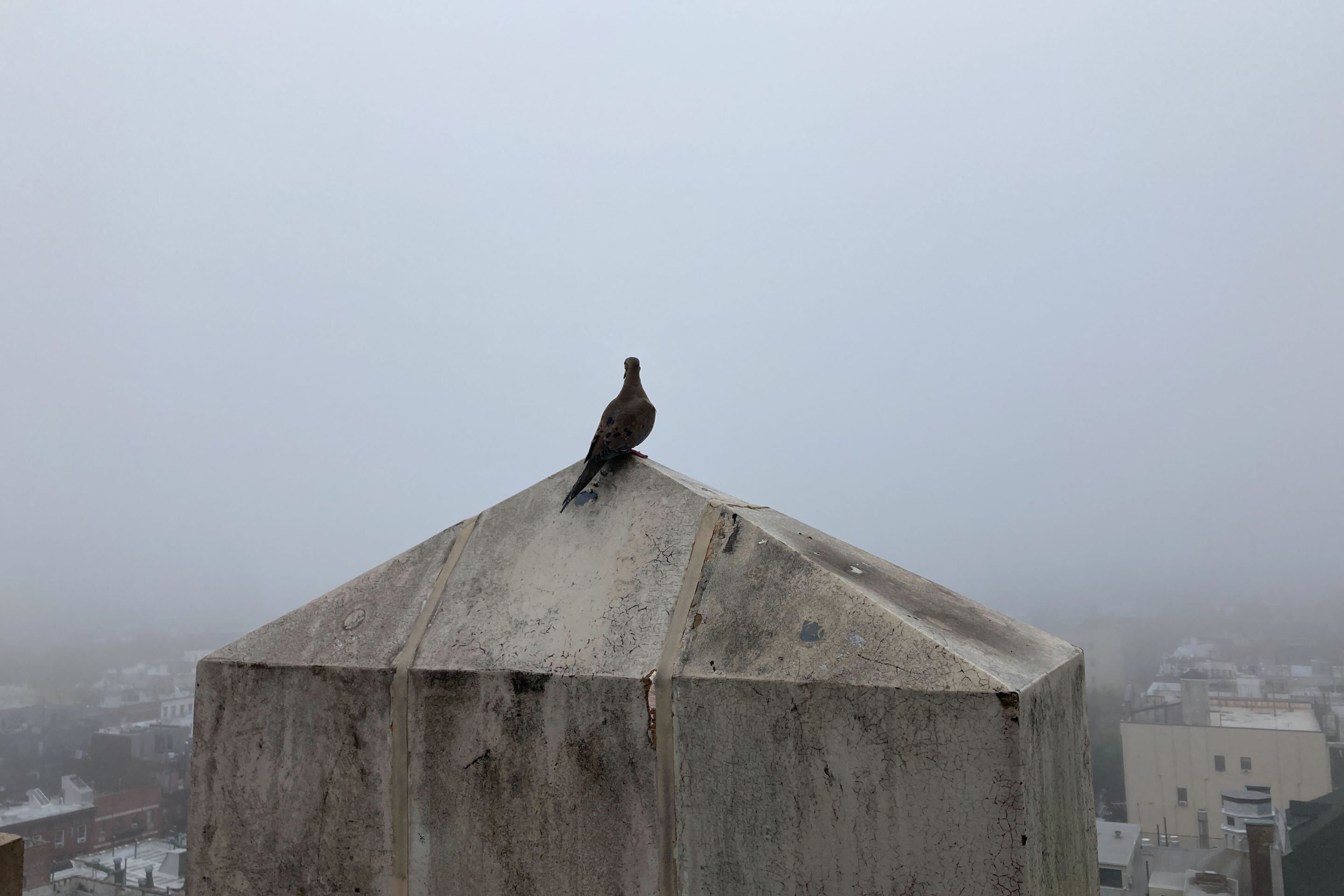 A pigeon sits on a chimney looking out over a densely fogged Manhattan.