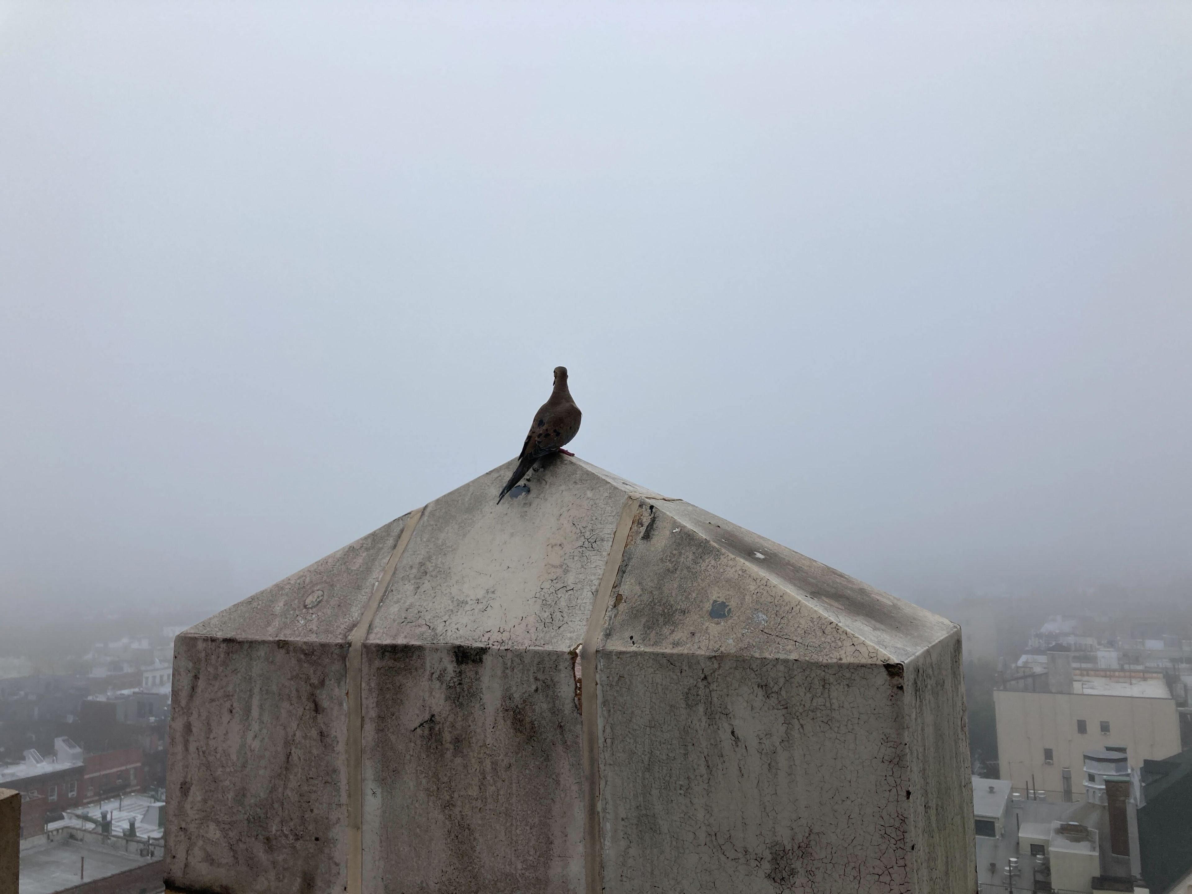 A pigeon sits on a chimney looking out over a densely fogged Manhattan.