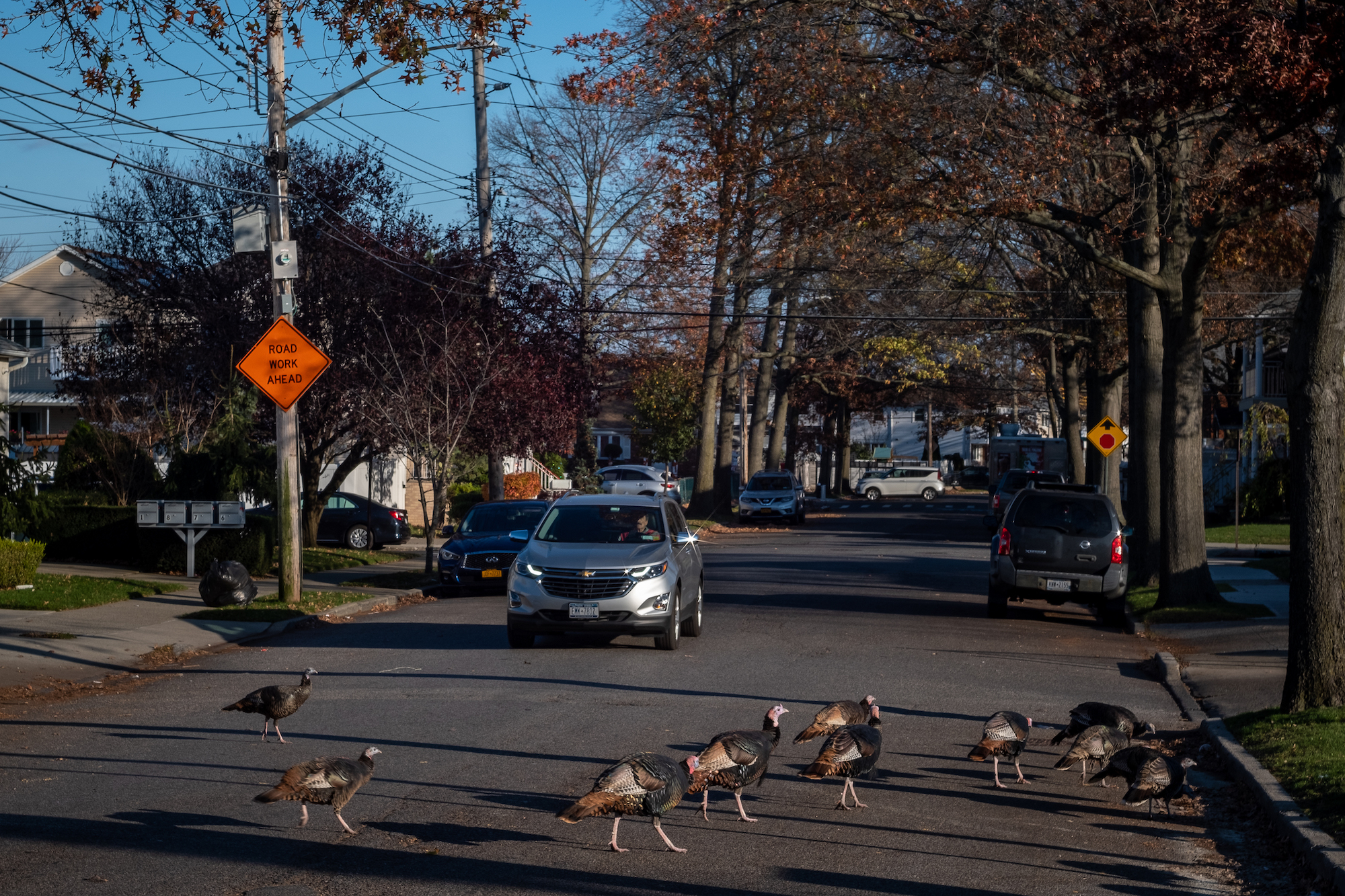 turkey3 How Feral Turkeys Took Staten Island