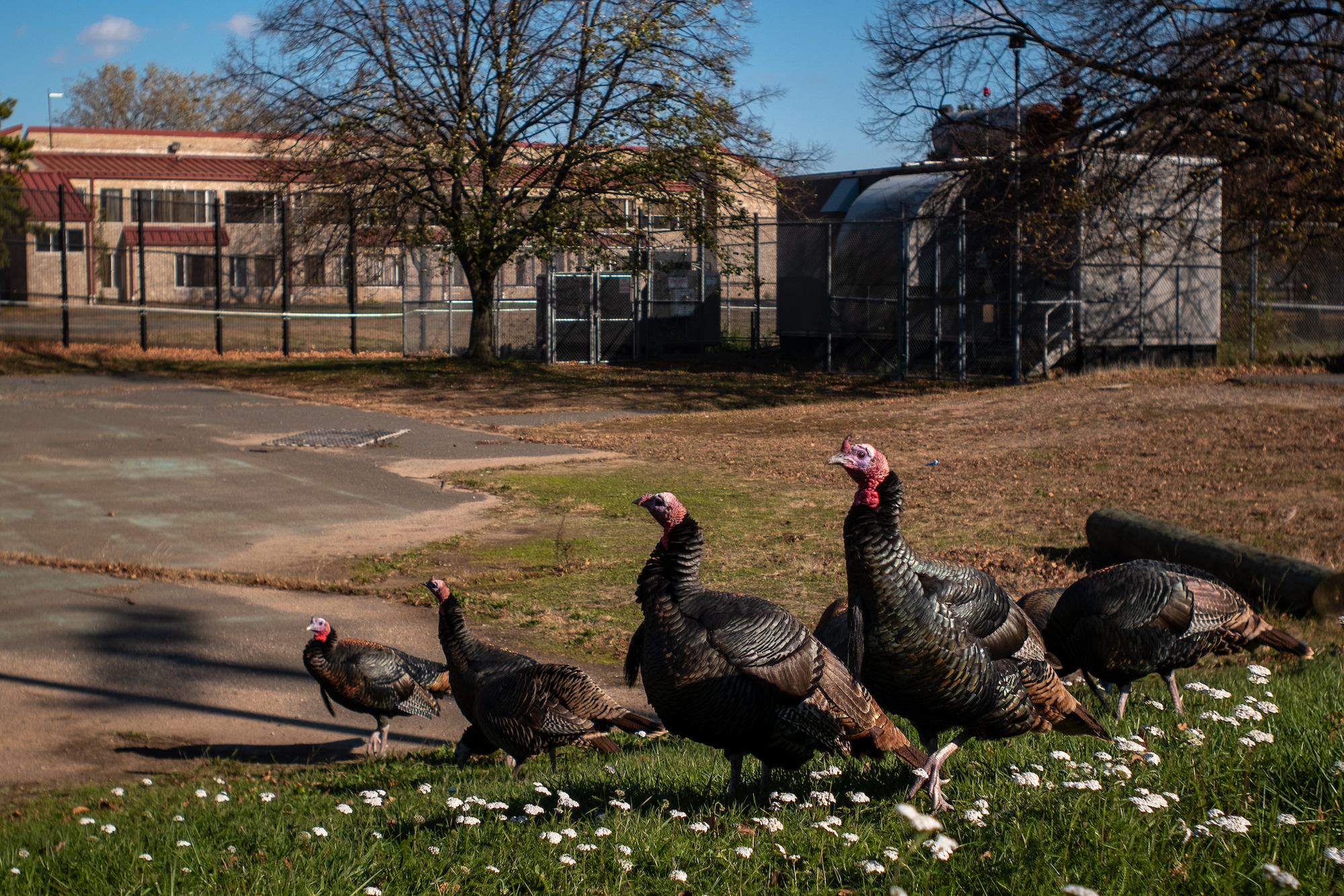 turkey4 How Feral Turkeys Took Staten Island
