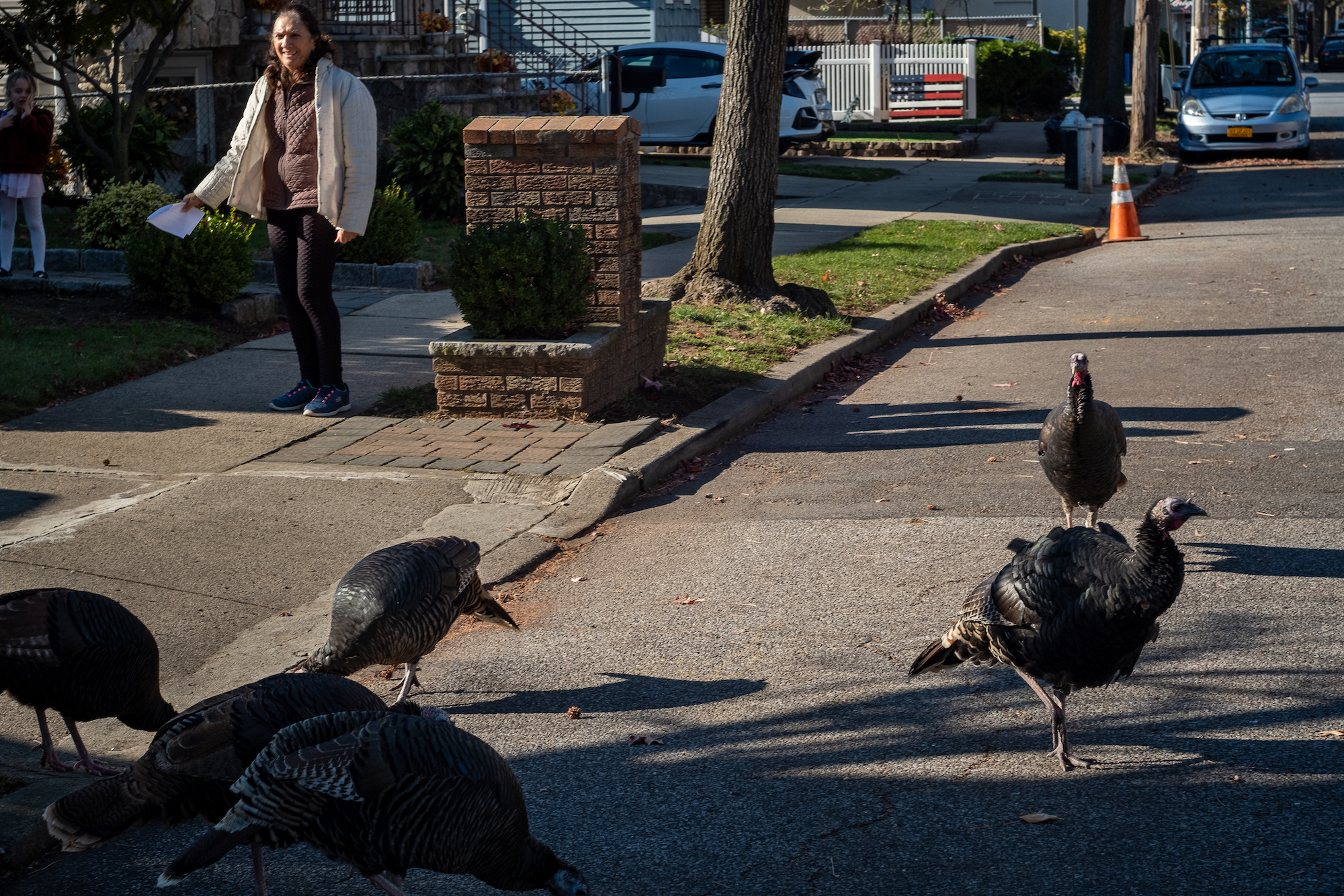 turkey5 How Feral Turkeys Took Staten Island