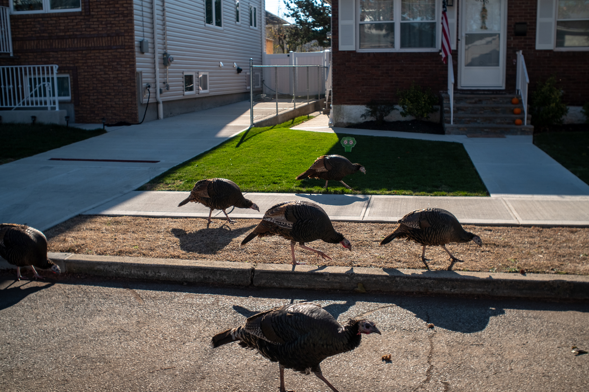 turkey7 How Feral Turkeys Took Staten Island