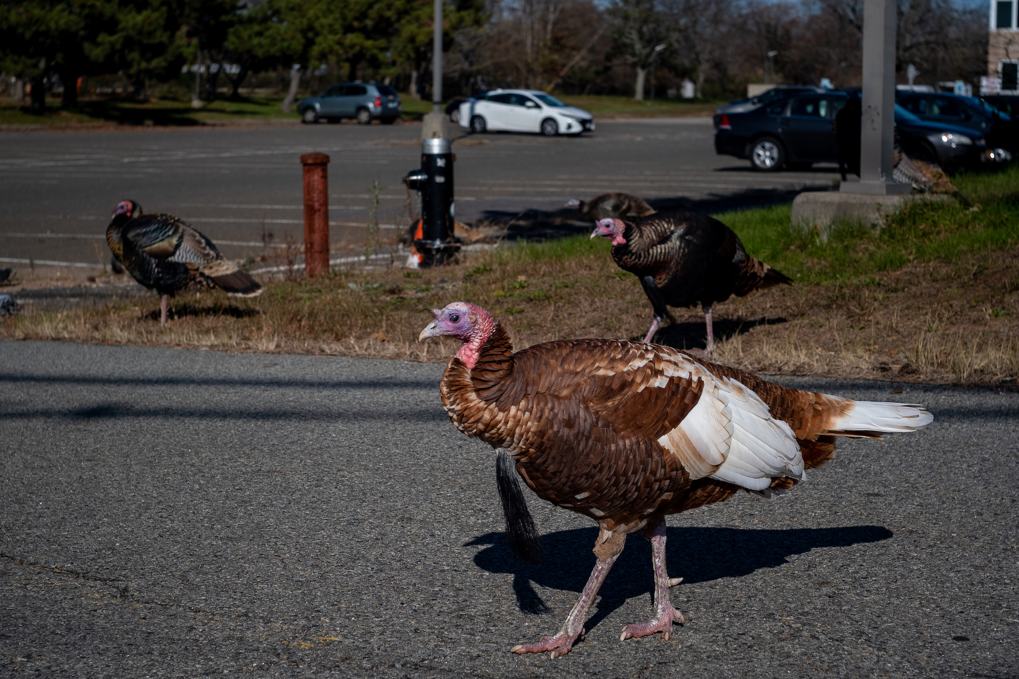 turkey8 How Feral Turkeys Took Staten Island