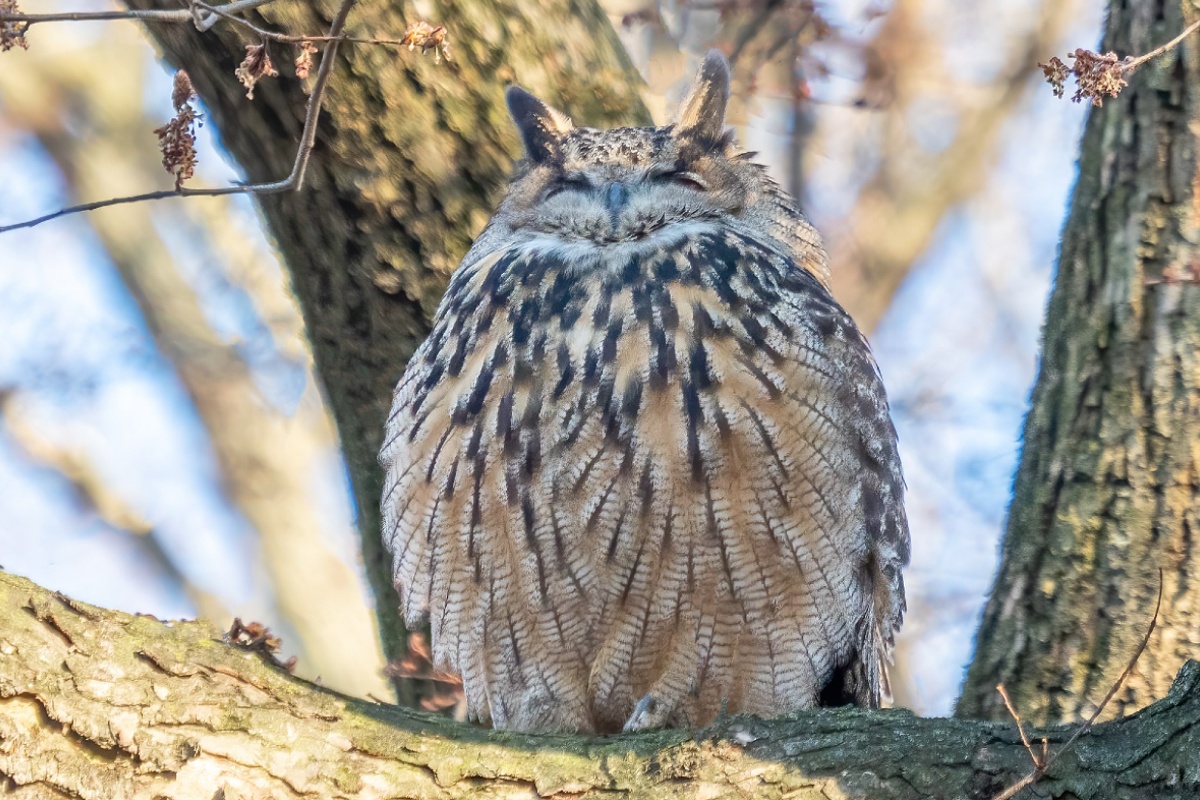 Flaco, a Eurasian eagle-owl, perched on a tree branch in Central Park.