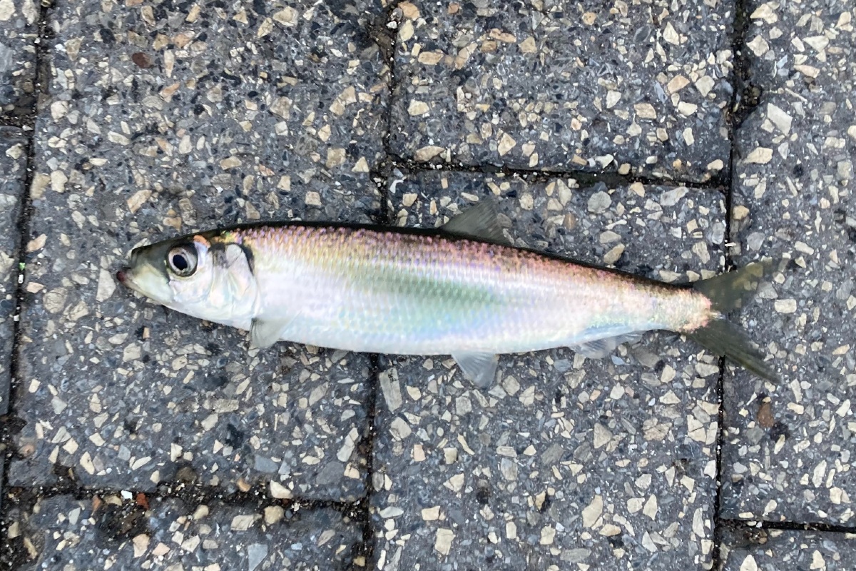 A single herring lying on the ground.