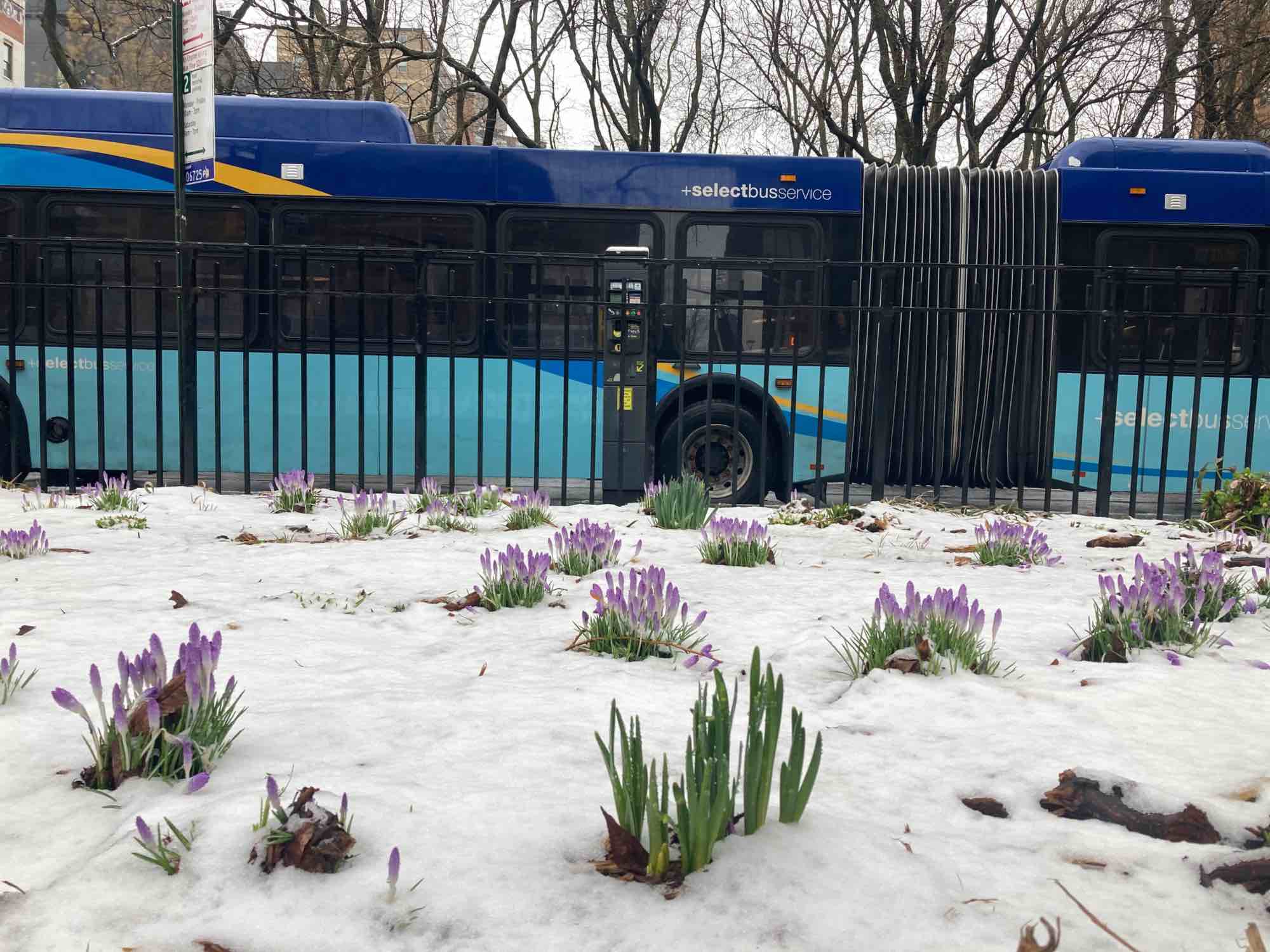 flowers peek up through the snow