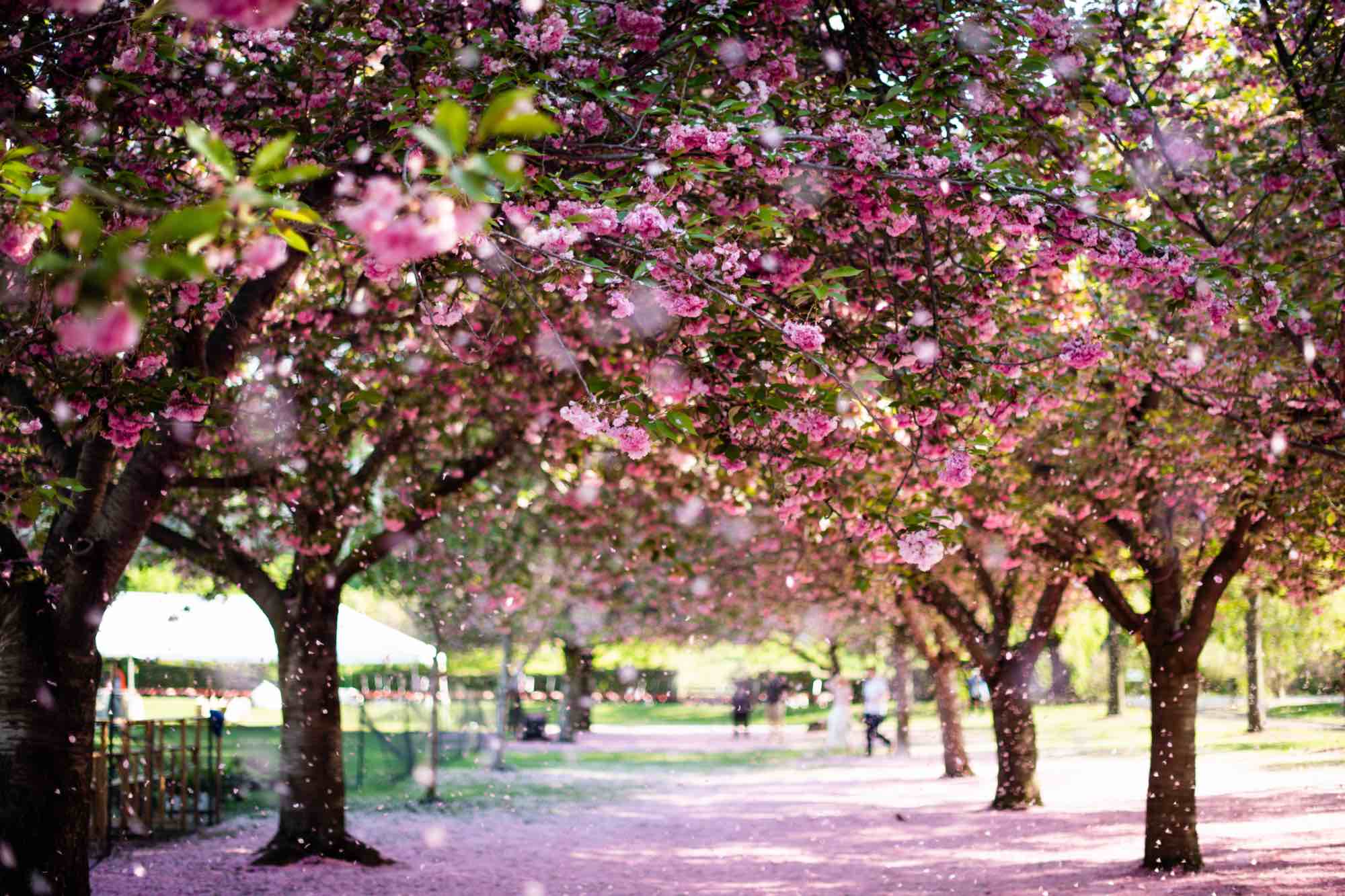 Cherry blossoms at the Brooklyn Botanic Garden.