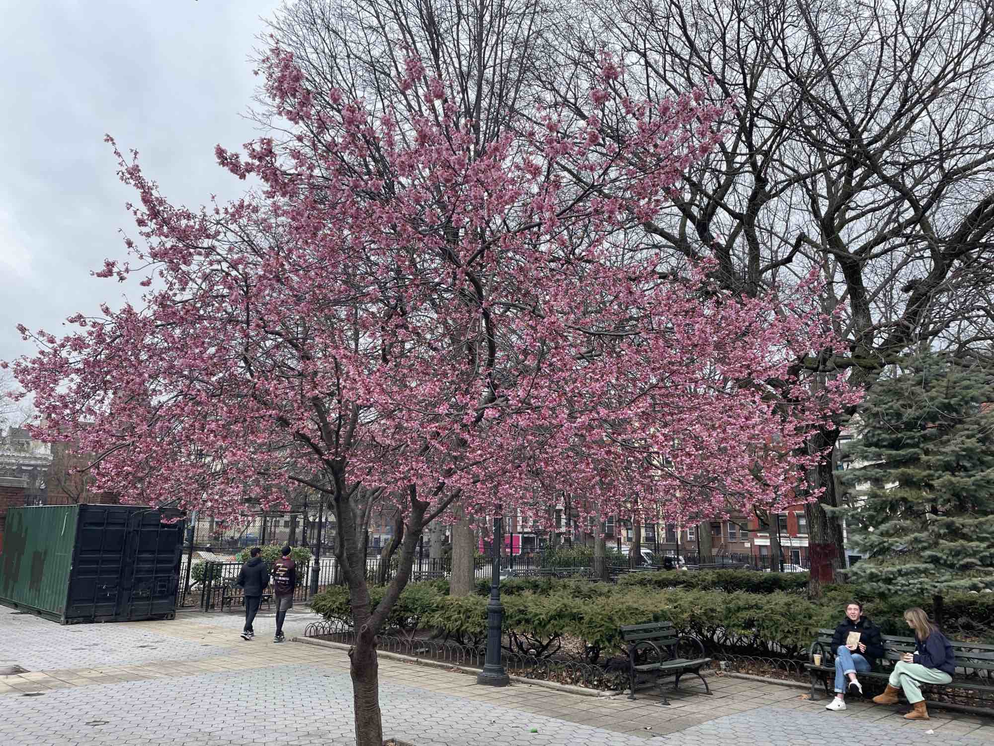 Cherry blossoms in Tompkins Square Park.