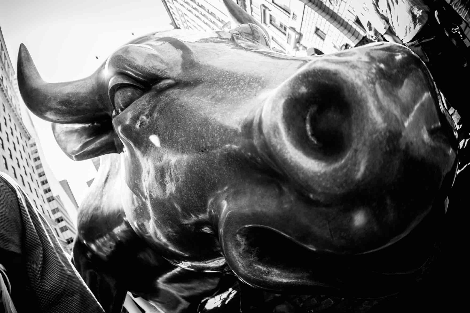 A close up of the Wall Street Bull in black and white.