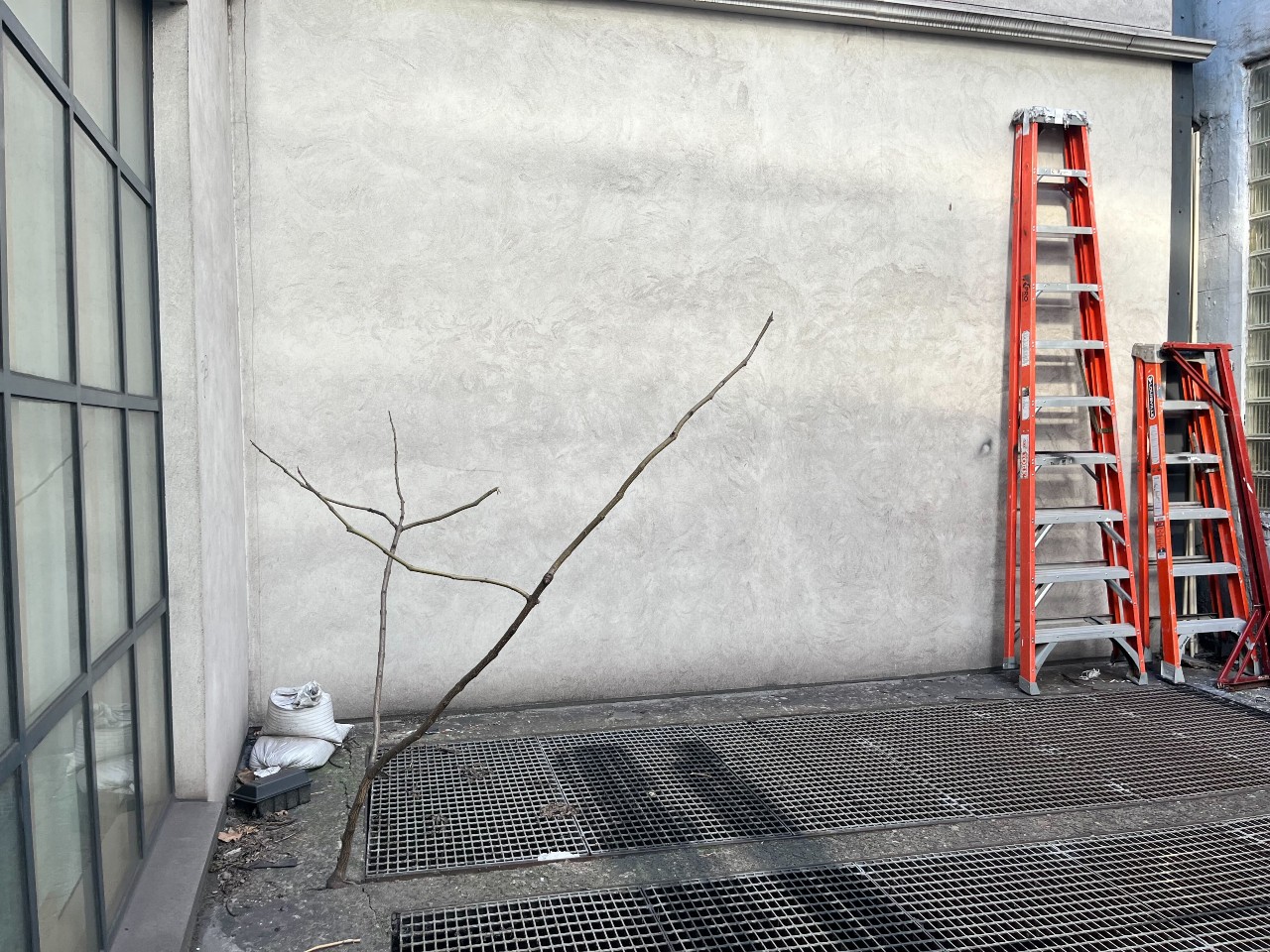 A dead tree emerges out of a grate, against a gray wall and red stepladders.