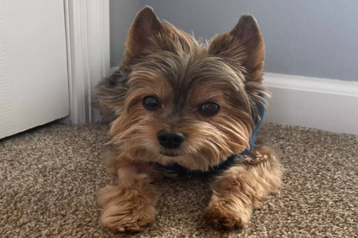 Uncannily cute dog lying on a carpet