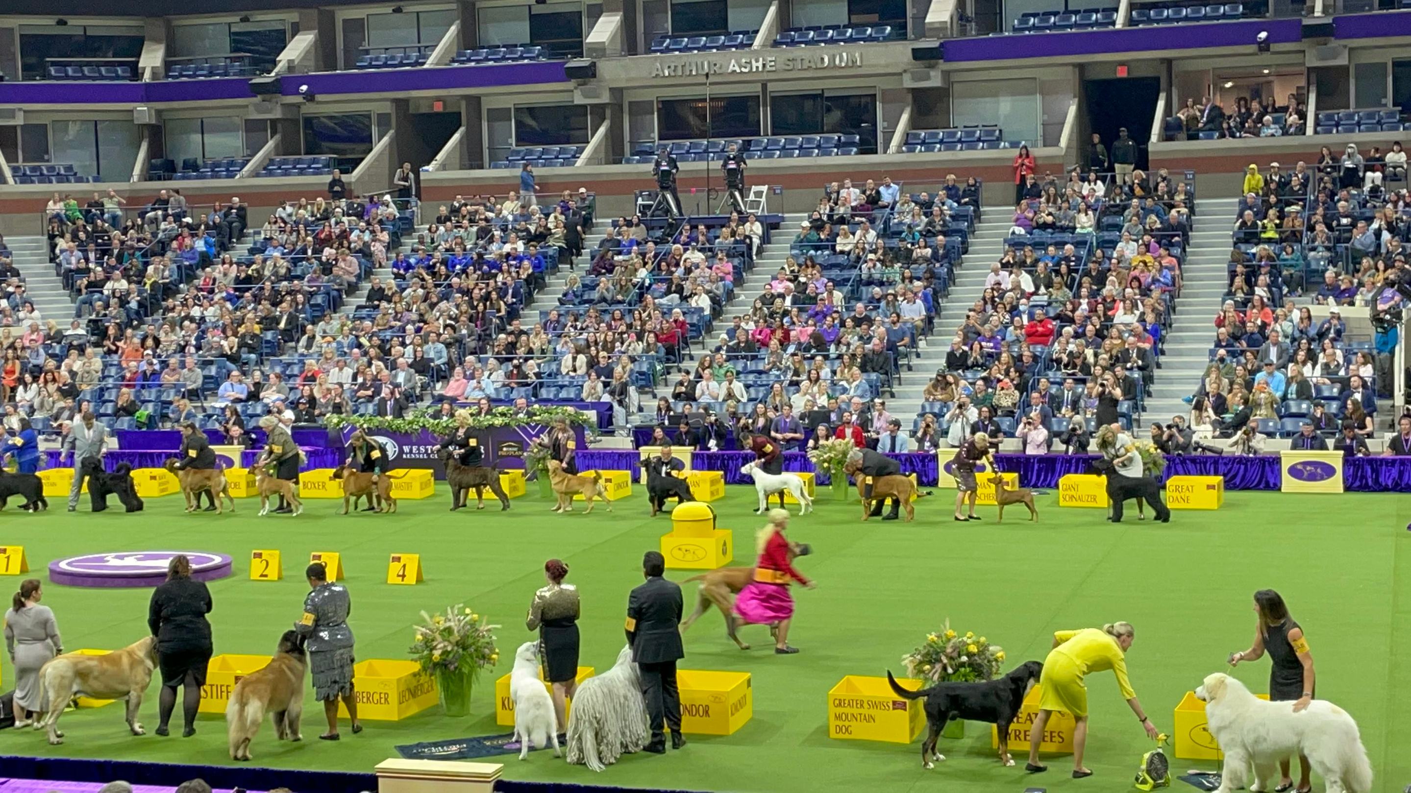 The sporting group at the Westminster Dog Show 2023.