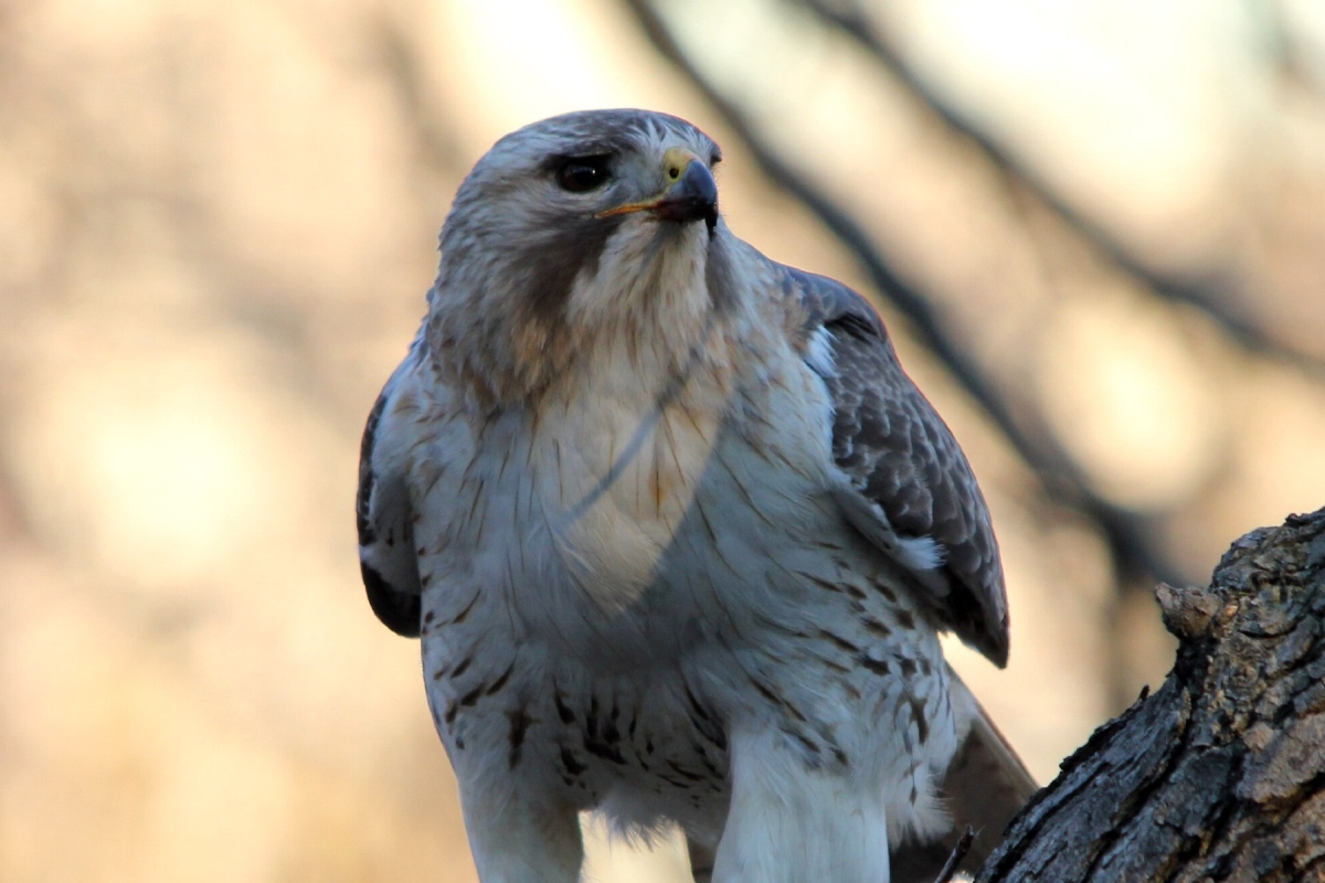 Pale Male, a red-tailed hawk, on a tree in NYC.