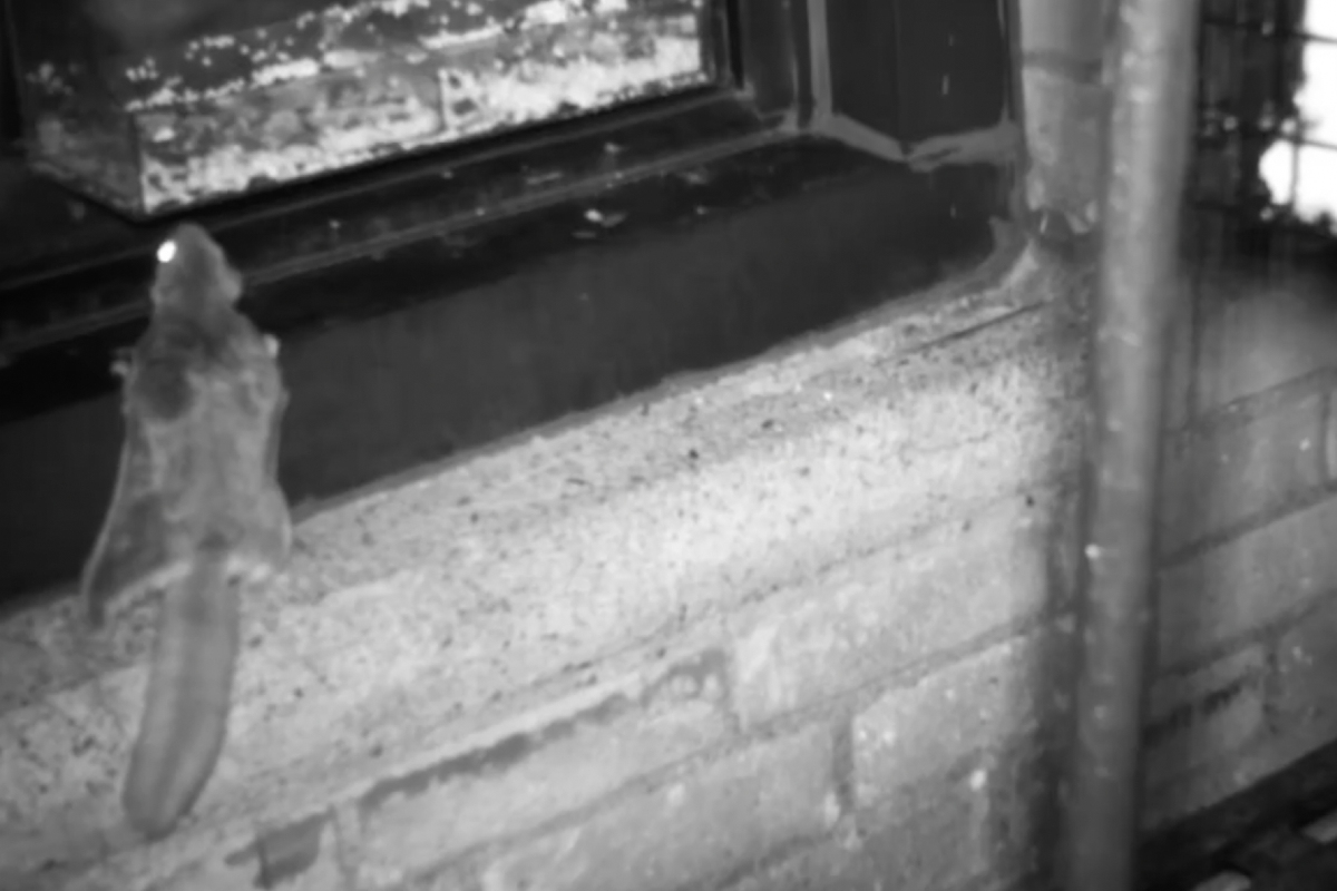A southern flying squirrel, with its patagia visible, on a window ledge in NYC.