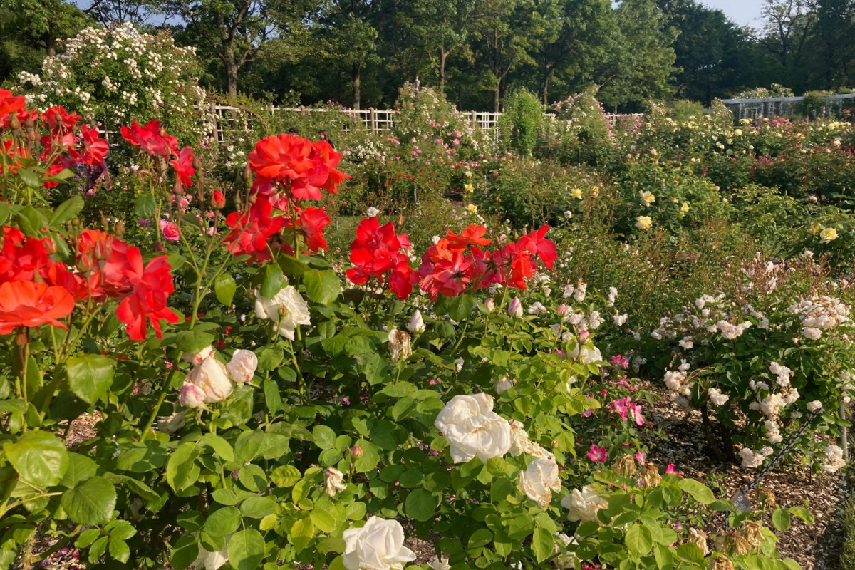 Roses in the Brooklyn Botanic Garden