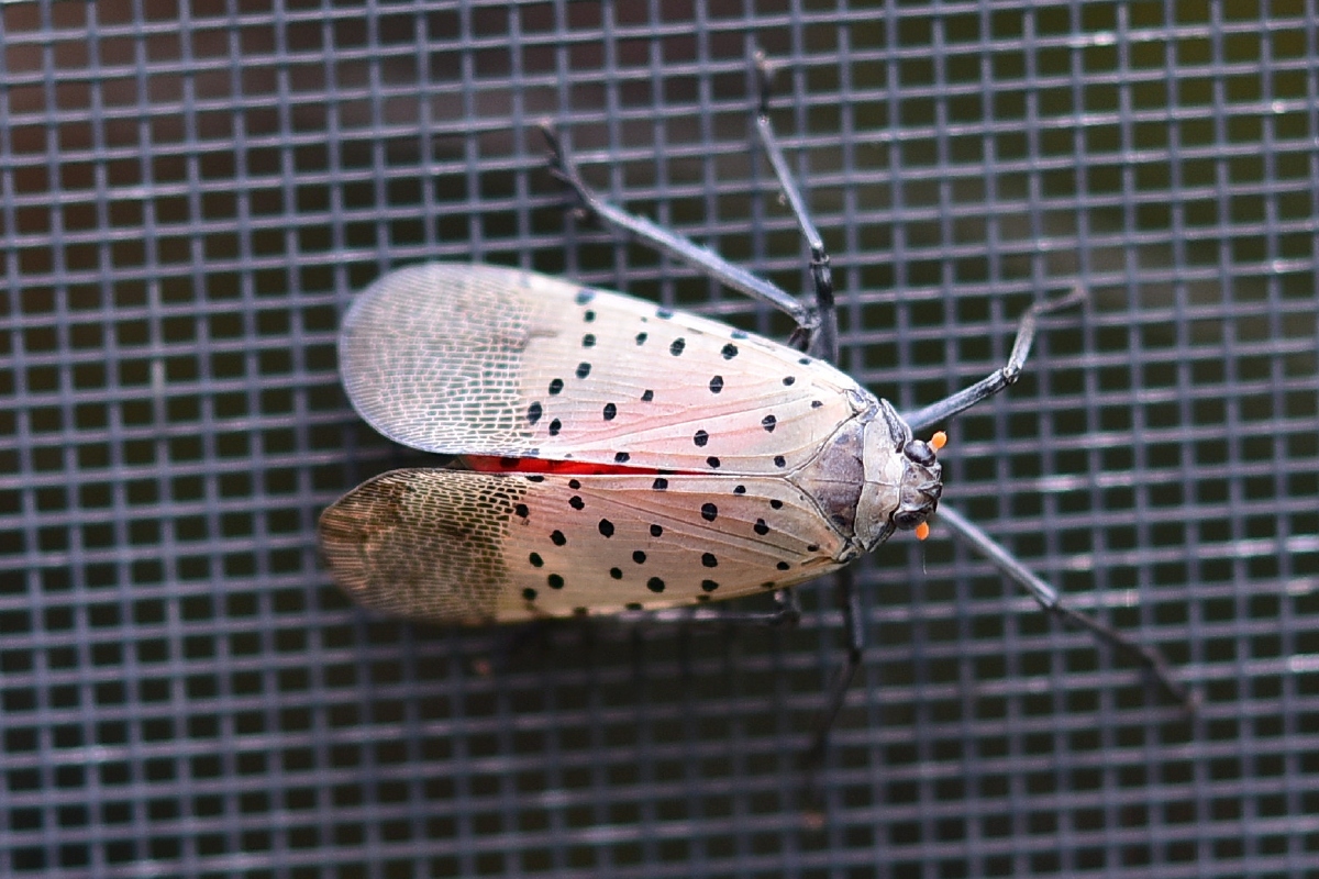 A spotted lanternfly on top of what appears to be metal mesh.