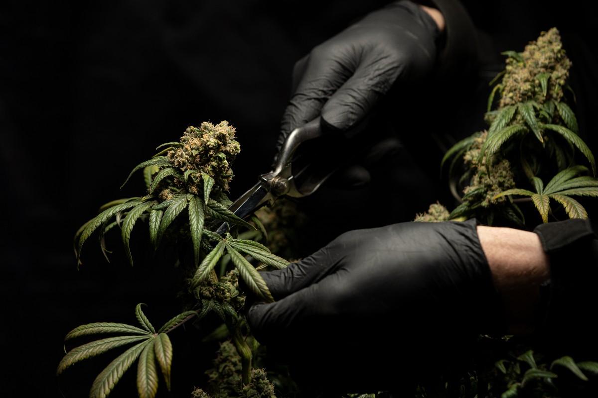 A processor in black gloves trims a cannabis plant.