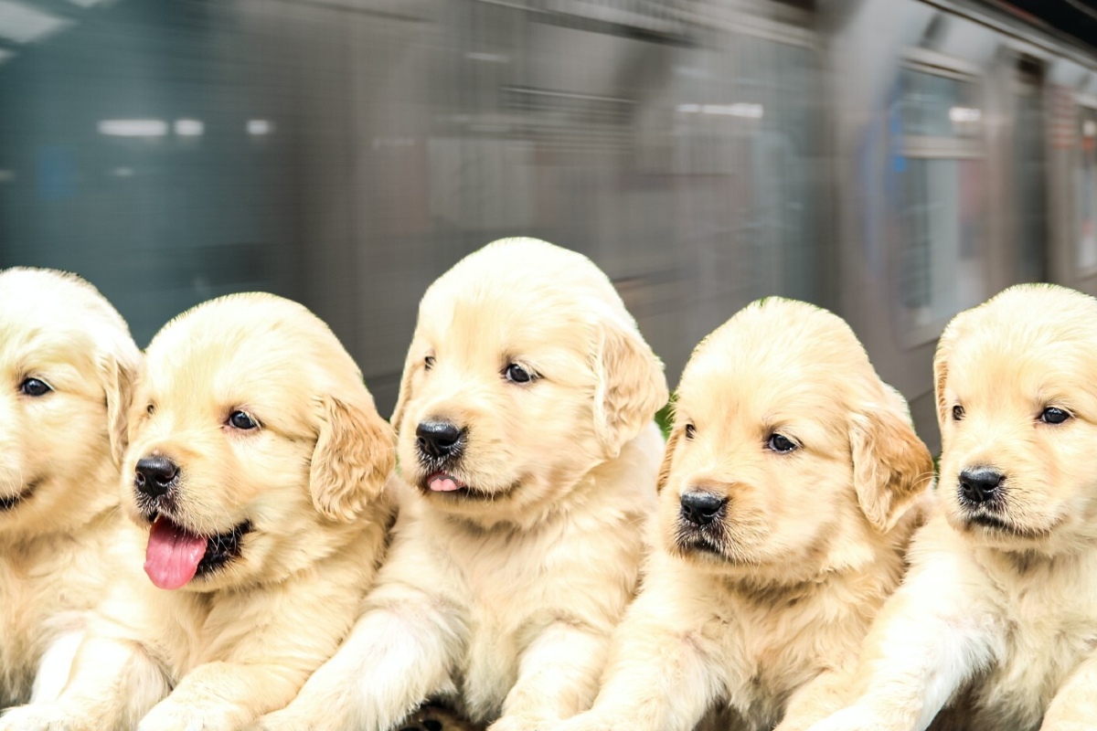 Two Conflicted Dog Owners Discuss Whether to Let the Subway Run Over a ...