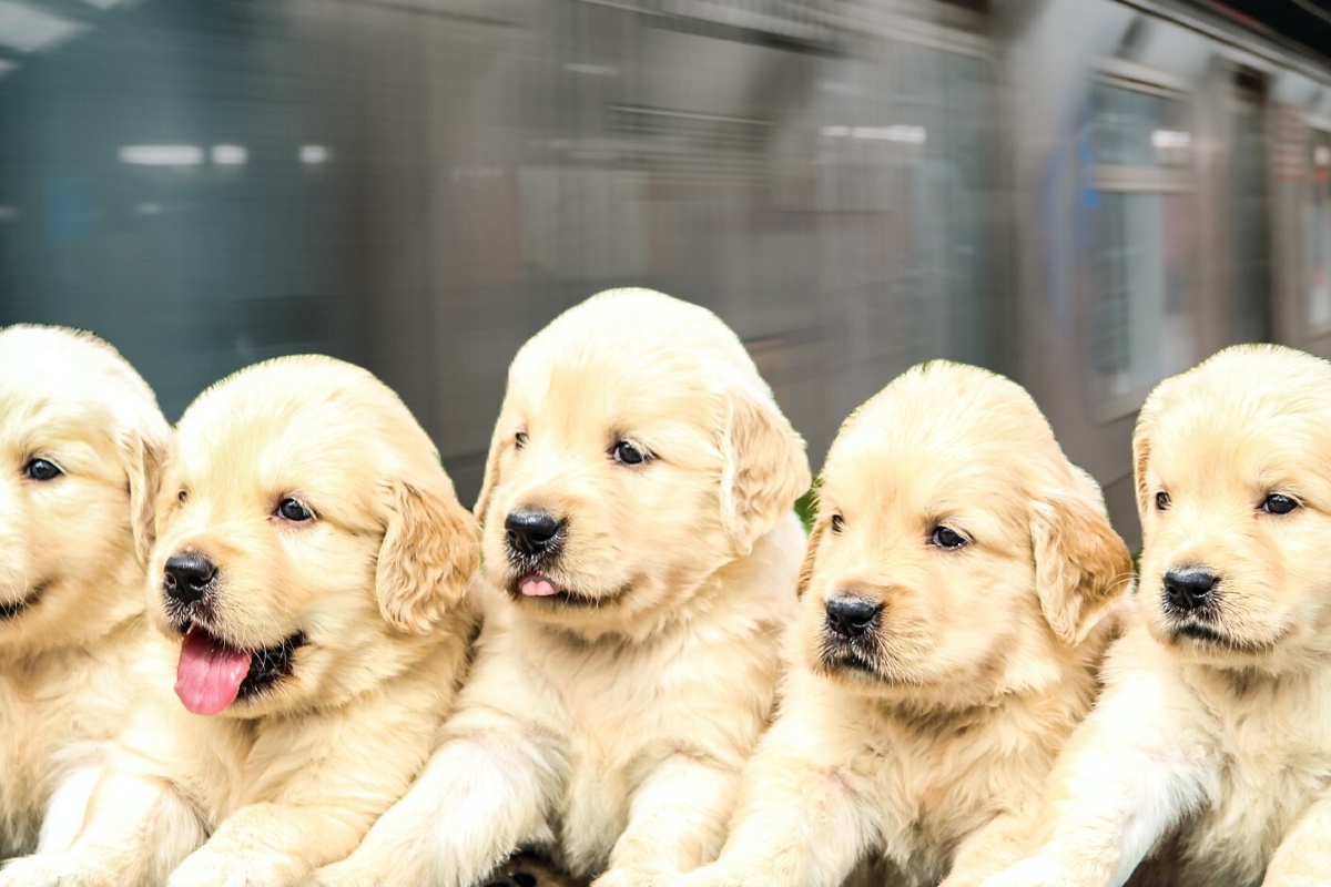 A row of gorgeous golden retriever puppies, against the background of a moving subway train.