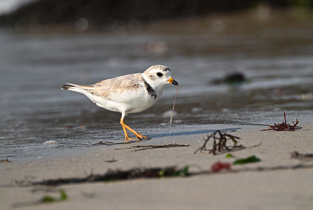A piping plover picks a worm up for a meal on Nickerson Beach on Long Island.