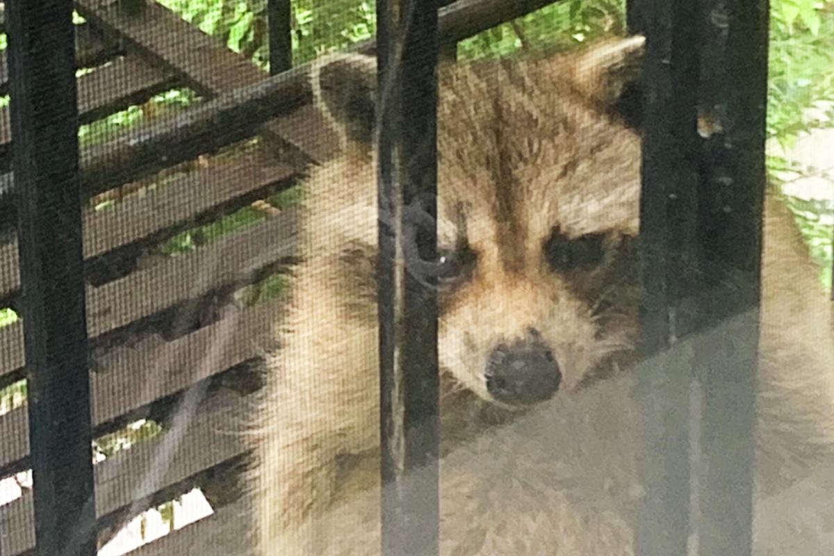 A raccoon sitting on a fire escape stares through window bars.