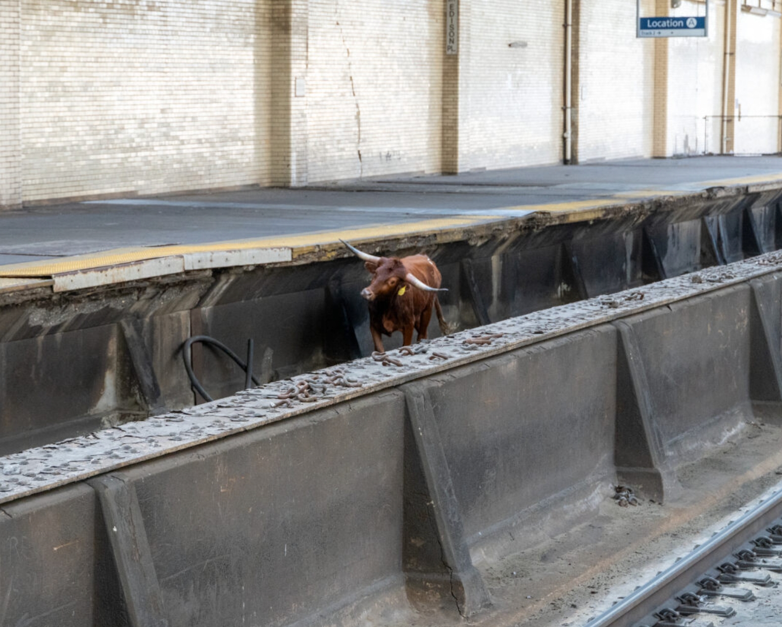 Ricardo the bull at Newark Penn Station.