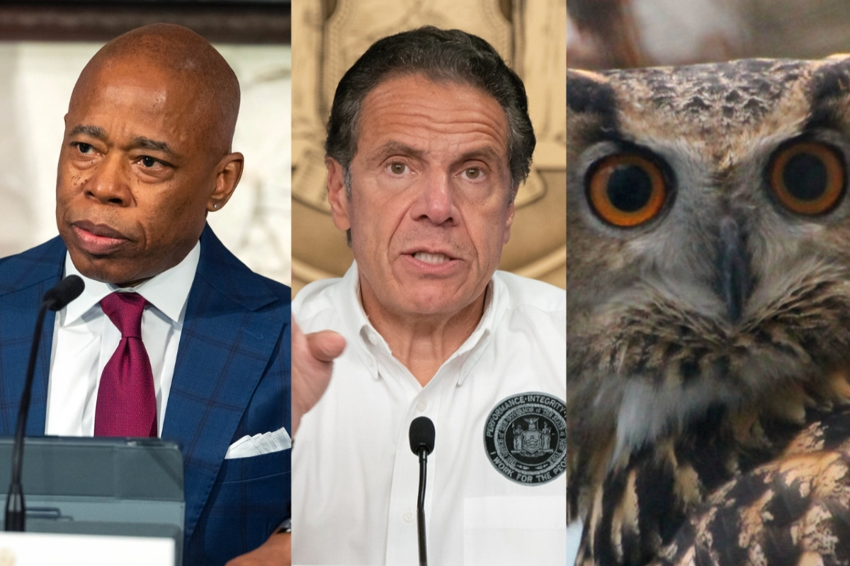 A triptych of Mayor Adams, former Governor Cuomo, and Flaco the owl.