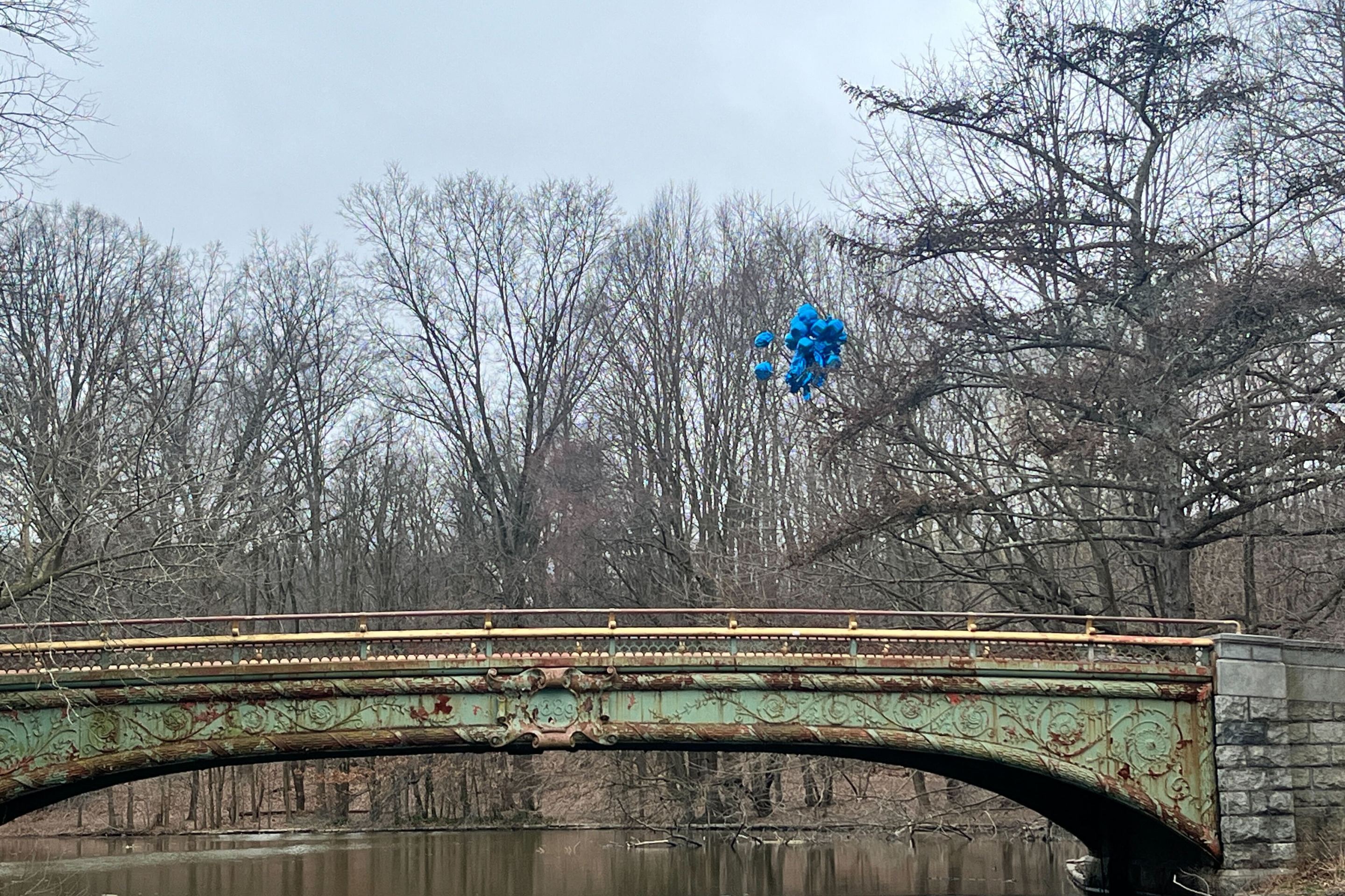 blue balloons stuck in a tree on an overcast day