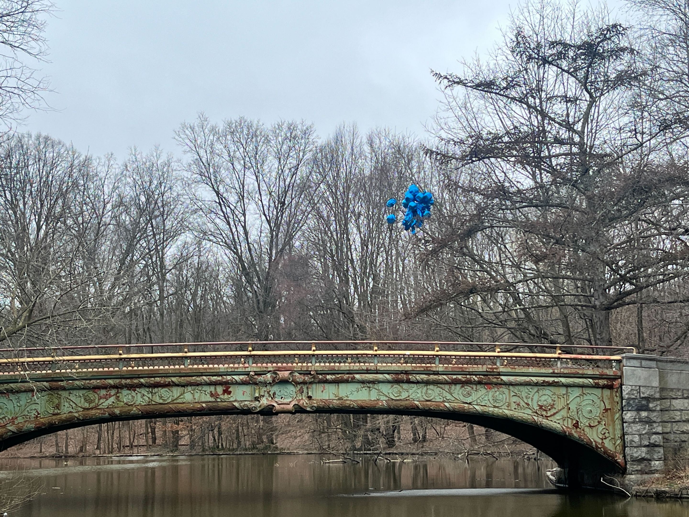 blue balloons stuck in a tree on an overcast day