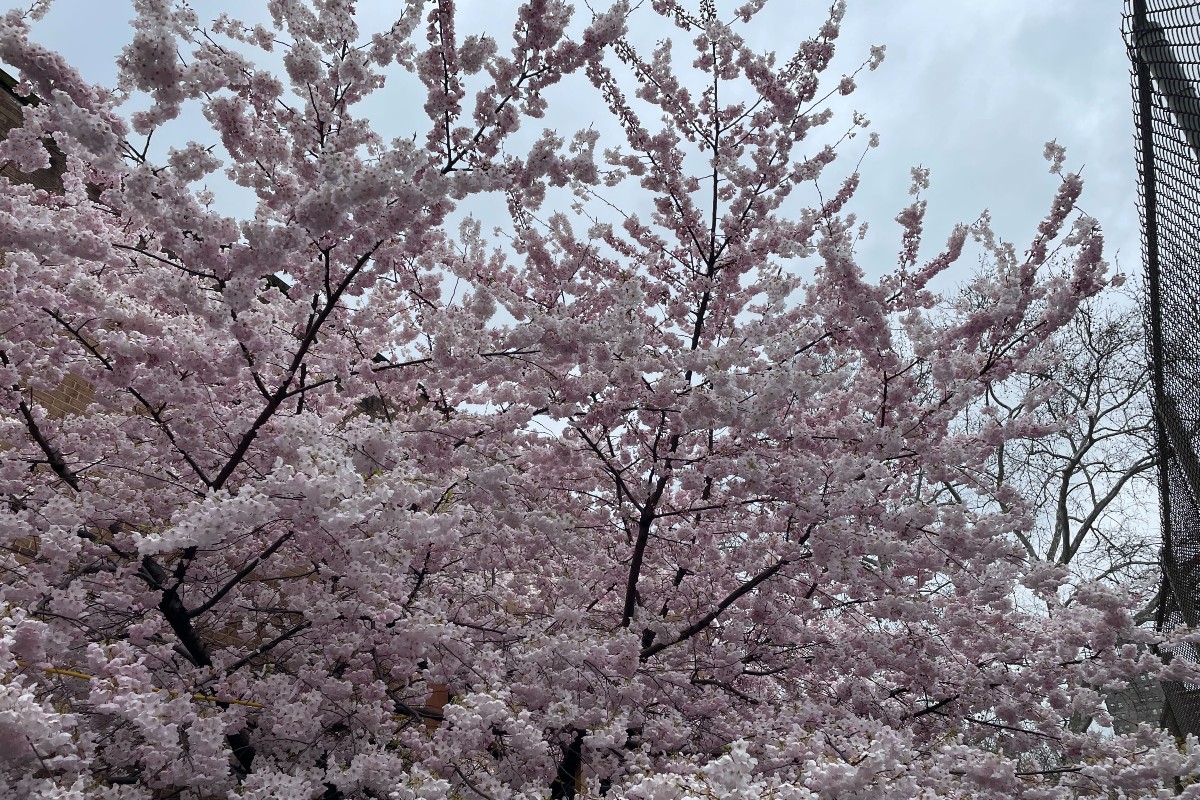 Cherry blossoms in NYC.