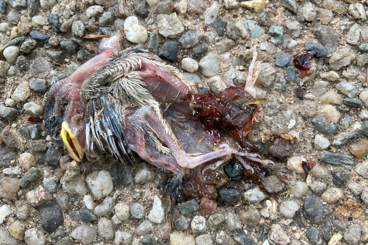 A dead nestling bird on the sidewalk of NYC.